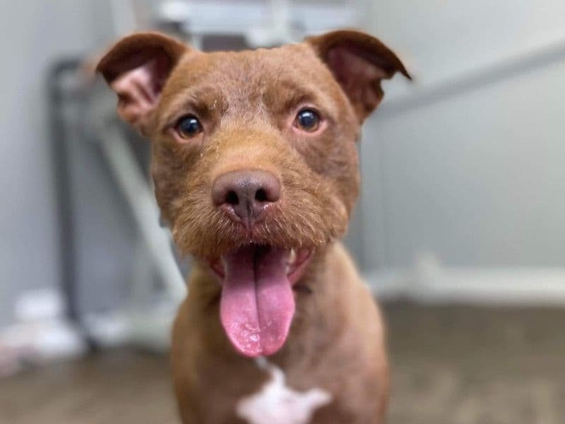 Patterdale Terrier 5 years 4 months old male medium named Rocky for breeding in South Yorkshire, England | Petmeetly