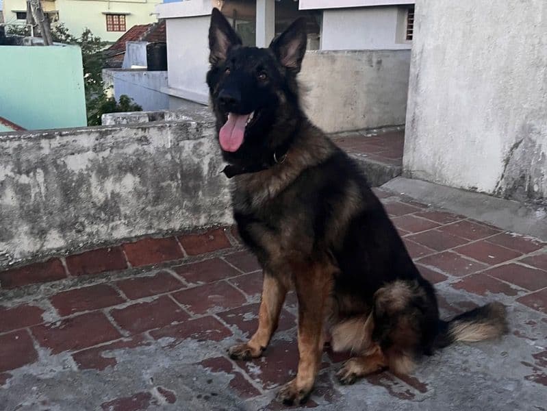 Belgian Shepherd 3 years 7 months old male large named Jaffro for breeding in Uvari, Tamil Nadu | Petmeetly
