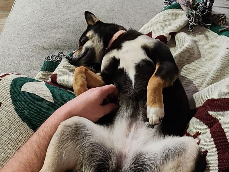 Shiba Inu 1 year 11 months old female small named Luna for breeding in Benton County, Arkansas | Petmeetly