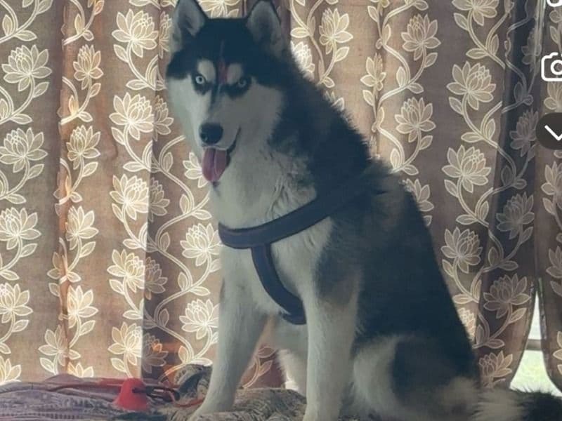 Husky 1 year 10 months old male medium named Kane for breeding in Ropar Division, Punjab | Petmeetly