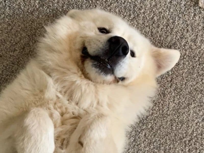Great Pyrenees 5 years 2 months old male extra large named Gabriel for breeding in Jefferson County, Missouri | Petmeetly