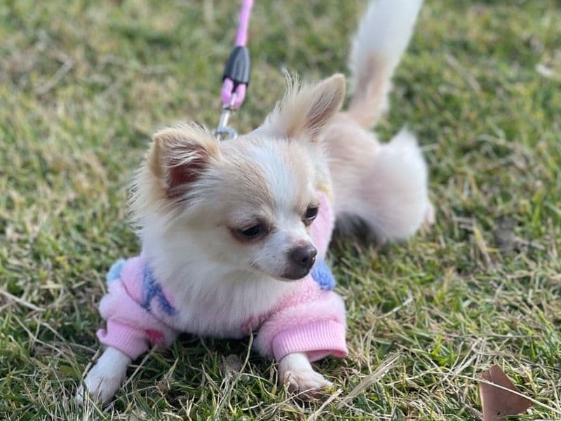 Long hair Chihuahua 2 years 6 months old female small named Zoe for breeding in Los Angeles County, California | Petmeetly
