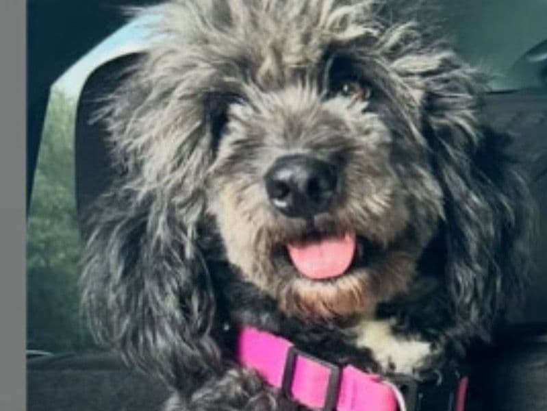 Aussiedoodle 1 year 9 months old female medium named Ander for breeding in New York, New York | Petmeetly