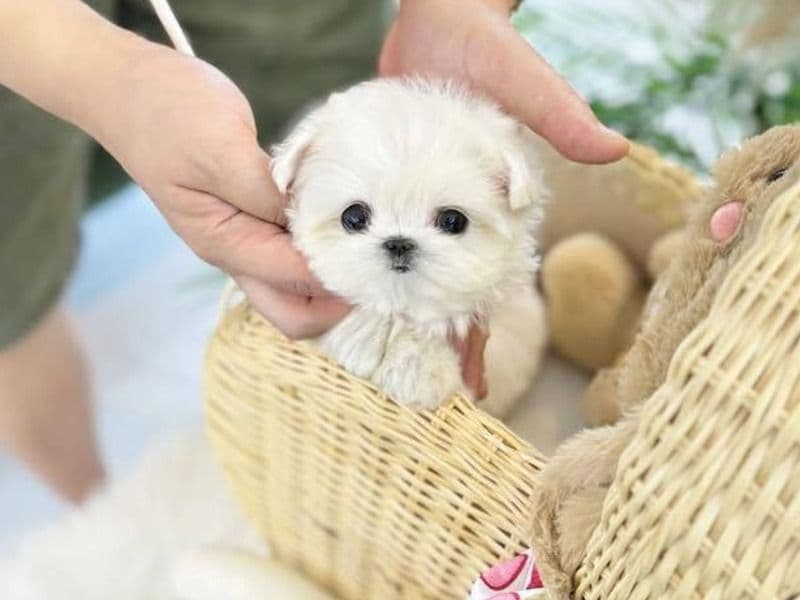 9 Week Old Female Maltese – Ready Now - Maltese | Petmeetly