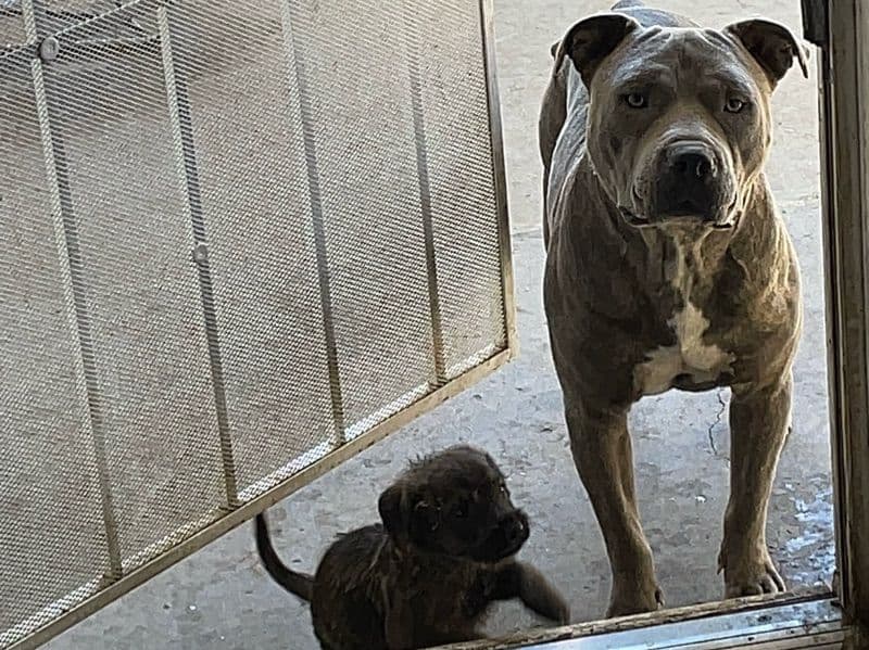 American Bully 1 year 11 months old male medium named Thunder for breeding in San Bernardino County, California | Petmeetly