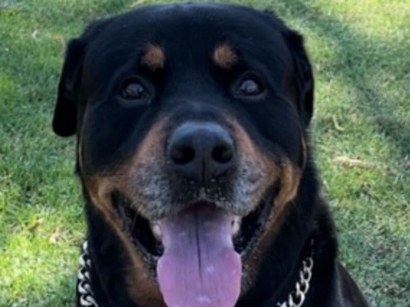Rottador 13 years 9 months old male large named Thor for breeding in Orange County, California | Petmeetly