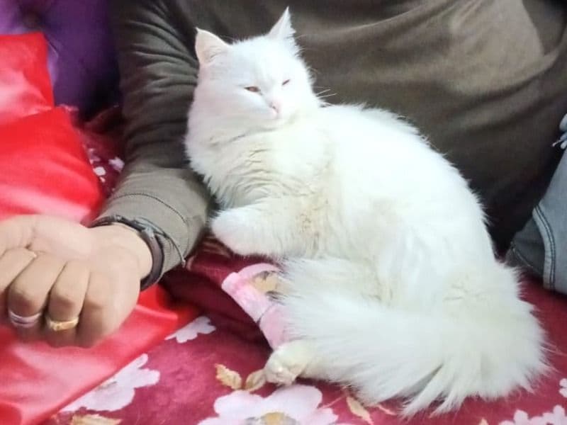 Persian 1 year 1 month old female named Bella for breeding in Delhi Division, Delhi | Petmeetly