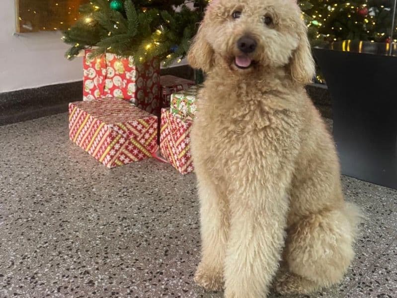 Labradoodle 2 years 9 months old male medium named Danny for breeding in Queens County, New York | Petmeetly