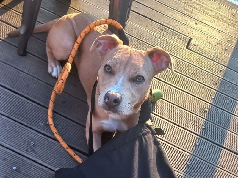 American Staffordshire Terrier 1 year 10 months old female medium named Kali for breeding in Greater London, England | Petmeetly