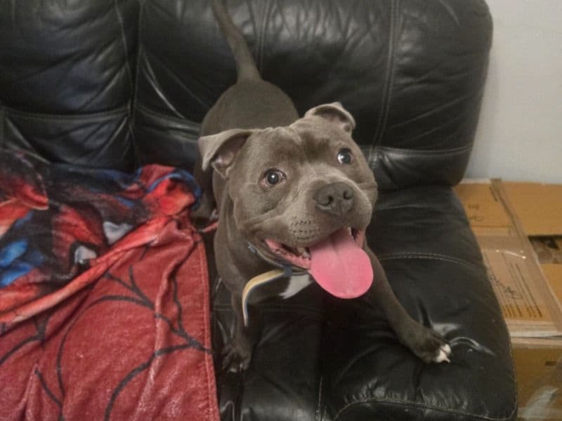 Staffordshire Bull Terrier 11 months old male medium named Apollo for breeding in Greater London, England | Petmeetly