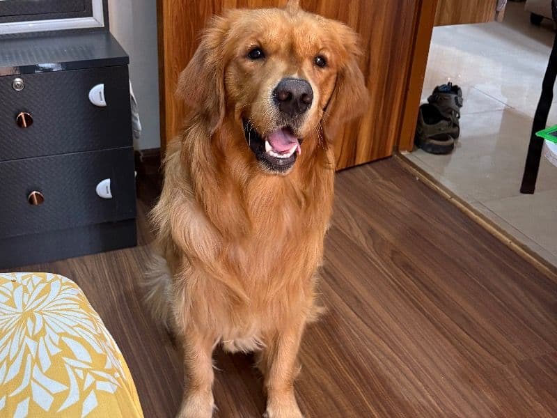 English Golden Retriever 1 year 8 months old male large named Bruno for breeding in Faridabad Division, Haryana | Petmeetly