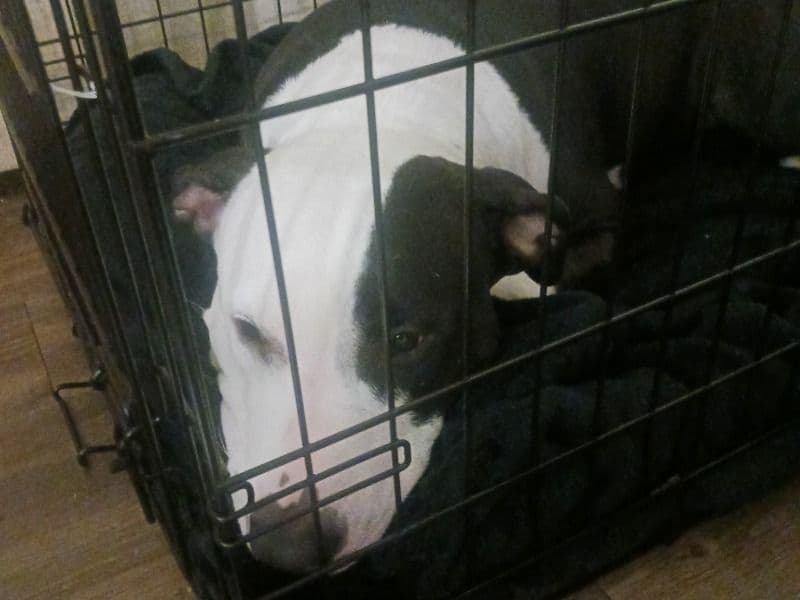 Harley primary photo