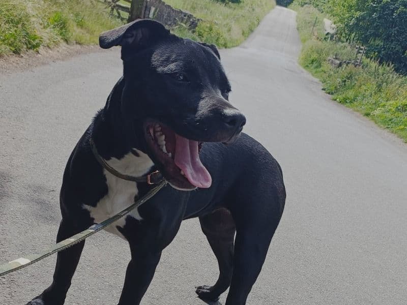 Staffordshire Bull Terrier 2 years 9 months old female medium named Nala for breeding in Cheshire East, England | Petmeetly