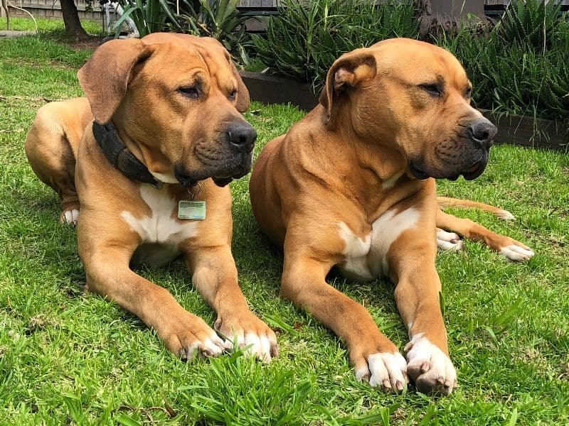 Dogue de Bordeaux 8 years 1 month old male extra large named Kru for breeding | Petmeetly