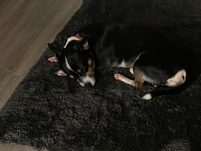 Jack Chi 3 years 5 months old male small named Kash for sale in Mecklenburg County, North Carolina | Petmeetly