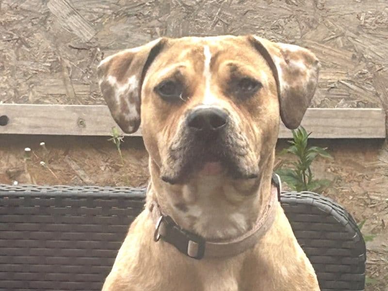 Staffordshire Bull Terrier 1 year 1 month old female medium named Prada for breeding in Staffordshire, England | Petmeetly