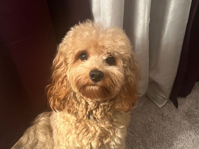 Cavapoo (Cavadoodle) 3 years 3 months old male small named Noah for sale in Jefferson County, Alabama | Petmeetly