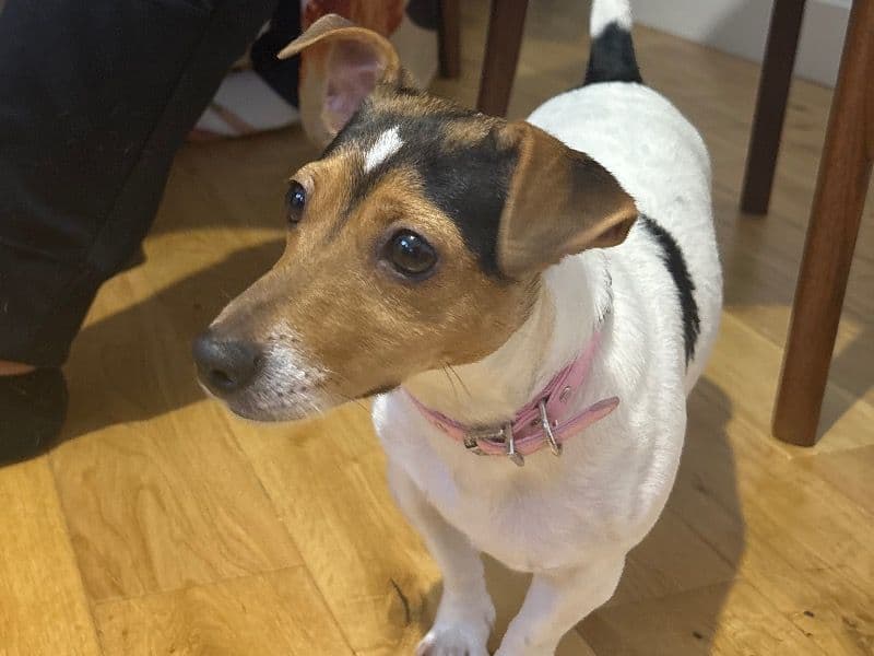 Jack Russell Terrier 2 years 5 months old female small named Libi for breeding in Surrey, England | Petmeetly