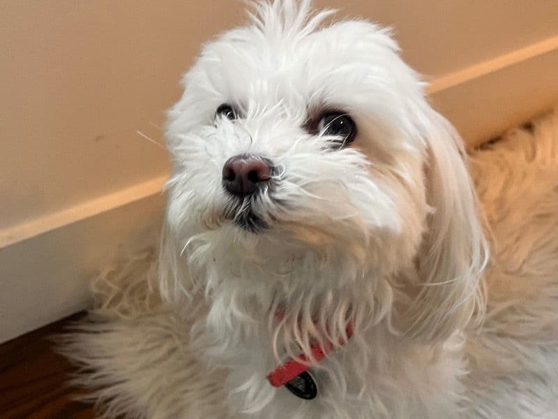 Maltese 3 years 6 months old female small named Luna for breeding in Calgary, Alberta | Petmeetly