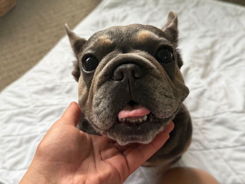 French Bulldog 3 years 4 months old female small named Mila for sale in Middlesex County, Massachusetts | Petmeetly
