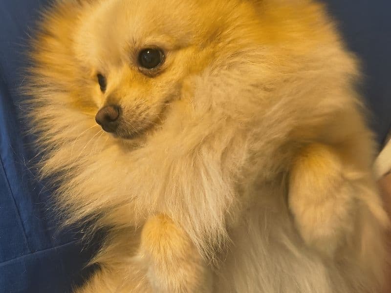 Pomeranian 1 year 10 months old male small named Kakashi for breeding in Hillsborough County, Florida | Petmeetly