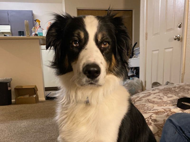 Border Aussie 3 years 8 months old male large named Yuma for breeding in Salt Lake County, Utah | Petmeetly