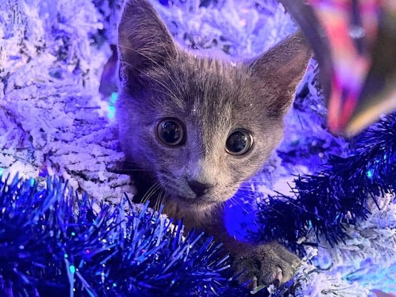 Russian Blue 6 months old female named Shiba for sale in Clark County, Nevada | Petmeetly