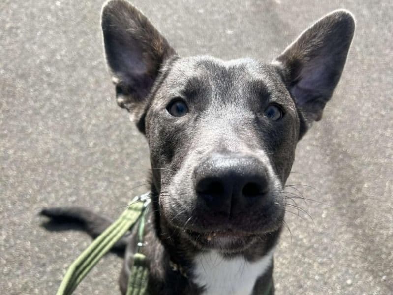 German Shepherd 1 year 2 months old male large named Loki for breeding in Isle of Anglesey, Wales | Petmeetly