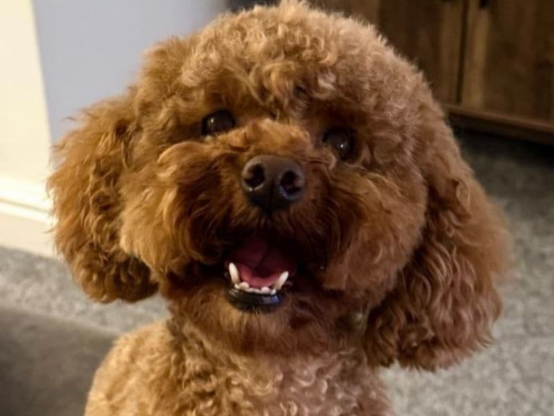 Toy Poodle 3 years old female small named Chloe for breeding in Kingston upon Hull, England | Petmeetly