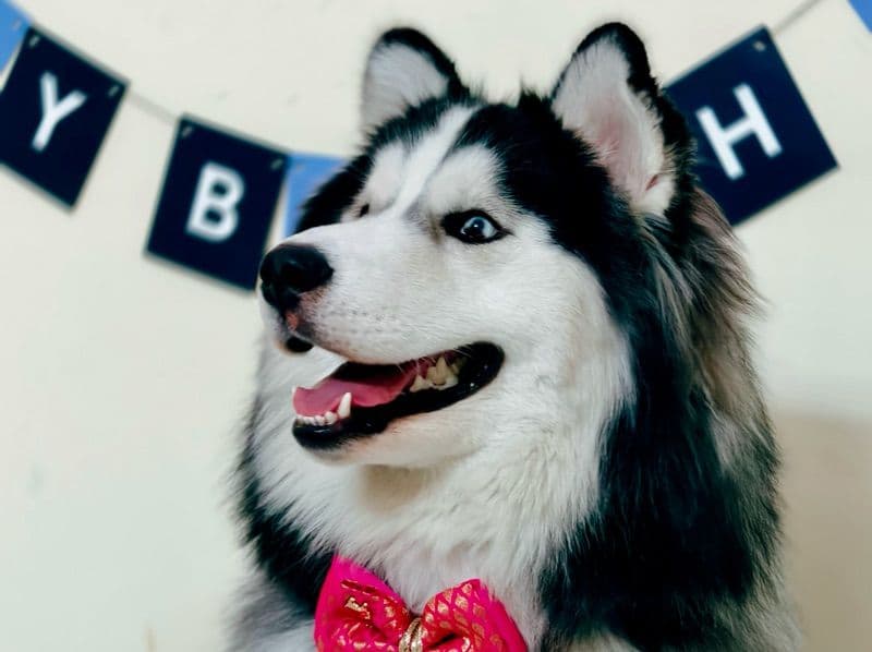 Siberian Husky 1 year 7 months old male medium named Skye for breeding in Bangalore Division, Karnataka | Petmeetly