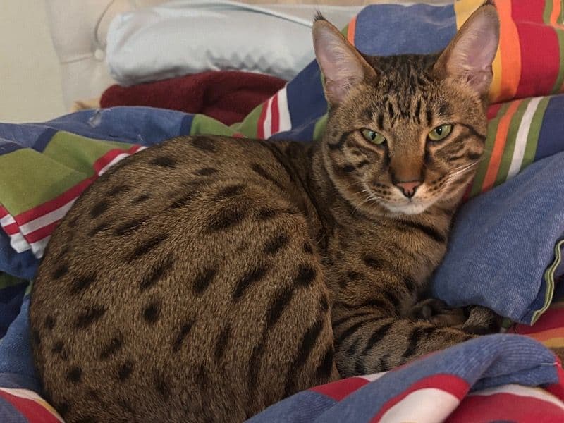 Savannah 3 years 4 months old male named Djinn for breeding in El Paso County, Colorado | Petmeetly