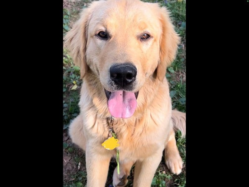 English Golden Retriever 2 years 5 months old male large named Obi for breeding in Forsyth County, North Carolina | Petmeetly