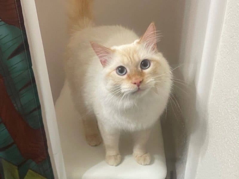 Flame Point Himalayan 2 years old female named Luna for sale in Fredericksburg, Virginia | Petmeetly