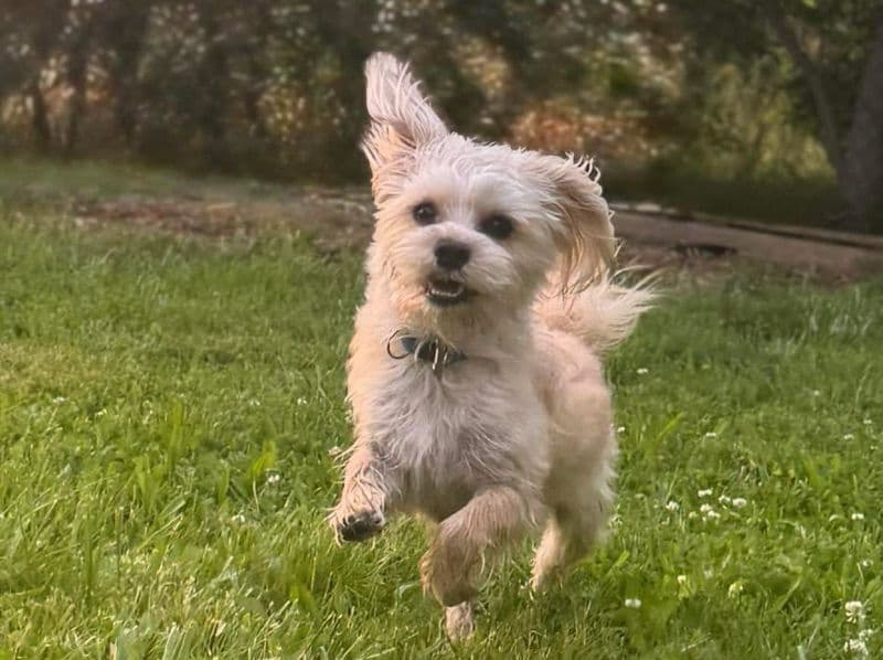 Shorkie 1 year 5 months old male small named Remington for breeding in Genesee County, Michigan | Petmeetly