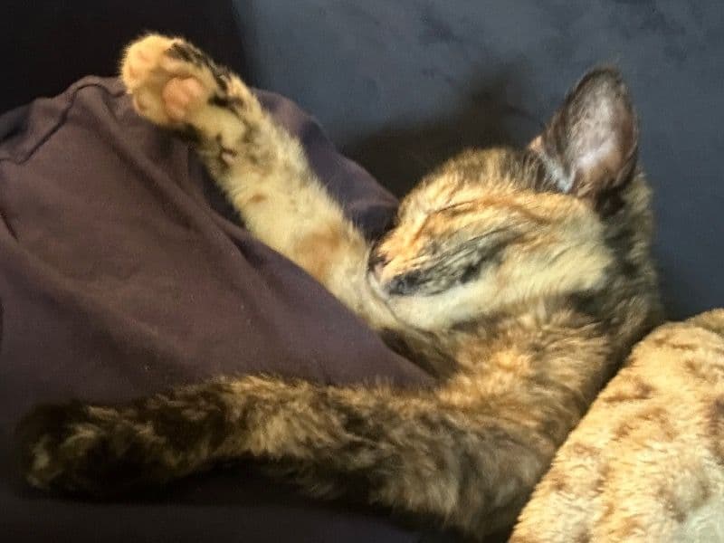 Tortoiseshell cat 1 year 5 months old female named Sanova for breeding in Clermont County, Ohio | Petmeetly