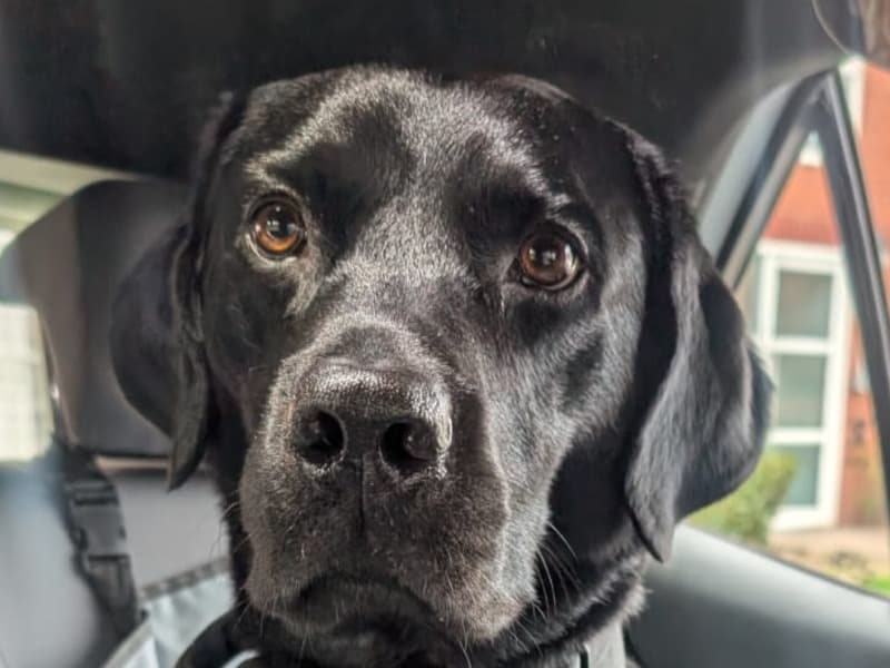 English Labrador Retriever 2 years 6 months old male medium named Hank for breeding in West Midlands, England | Petmeetly