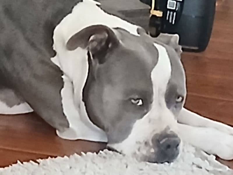 Blue nose Pitbull 5 years 11 months old female extra large named Moana for breeding in Washoe County, Nevada | Petmeetly