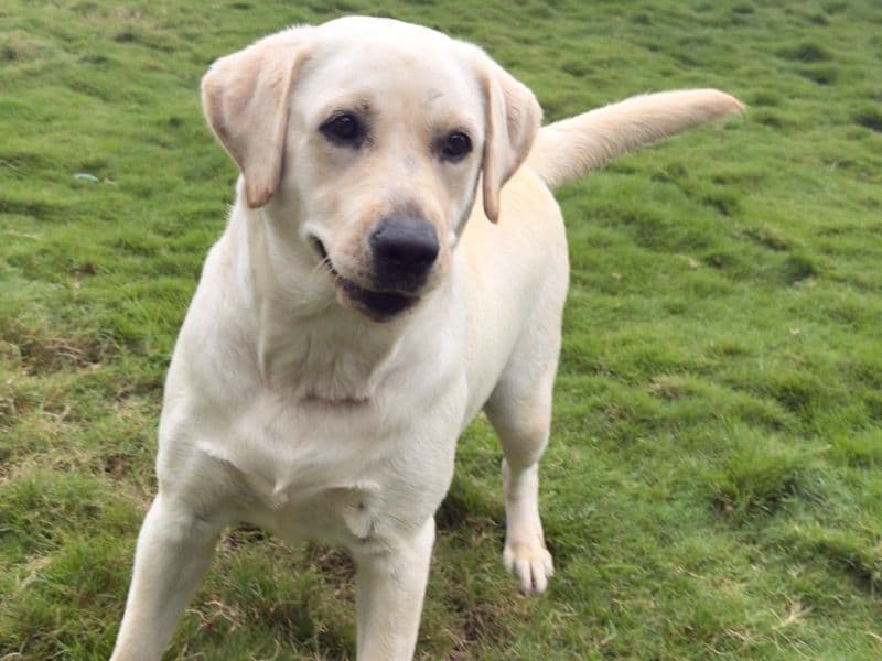 White Labrador Retriever 1 year 11 months old female medium named Zupee for breeding in Pune Division, Maharashtra | Petmeetly