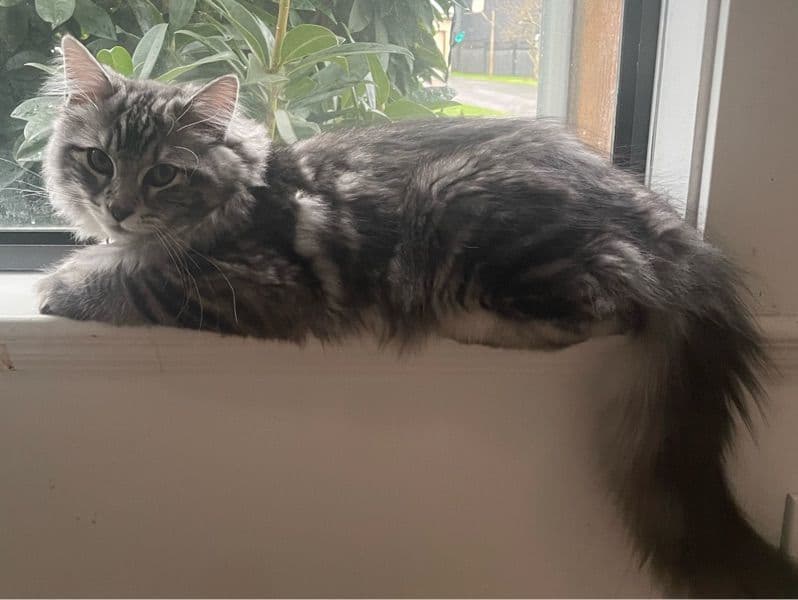 Maine Coon 6 months old male named Mylo for breeding in Metro Vancouver, British Columbia | Petmeetly