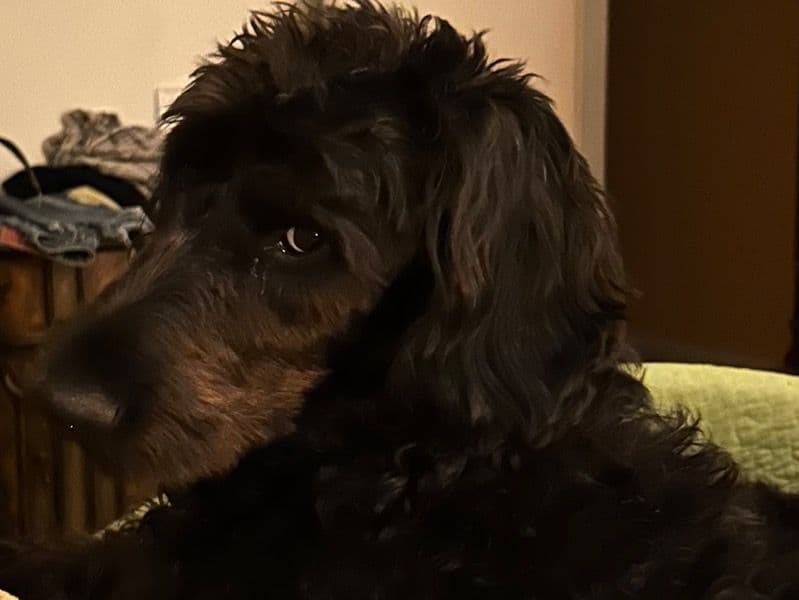 Labradoodle 2 years old female large named Princess for breeding in Saluda County, South Carolina | Petmeetly