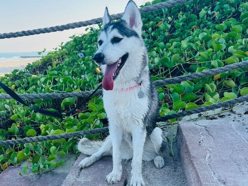 Husky 2 years 9 months old female medium named Alexa for breeding in Abu Dhabi Region, Abu Dhabi | Petmeetly