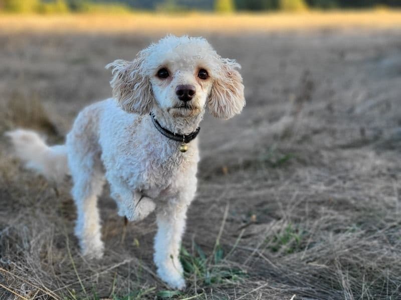 Miniature Poodle 3 years 7 months old female small named Tansy for breeding in Pierce County, Washington | Petmeetly