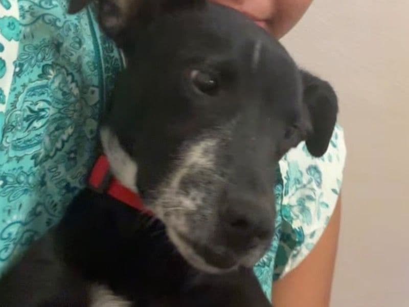 Black German Shepherd 11 months old male medium named Oreo for sale in El Paso County, Texas | Petmeetly