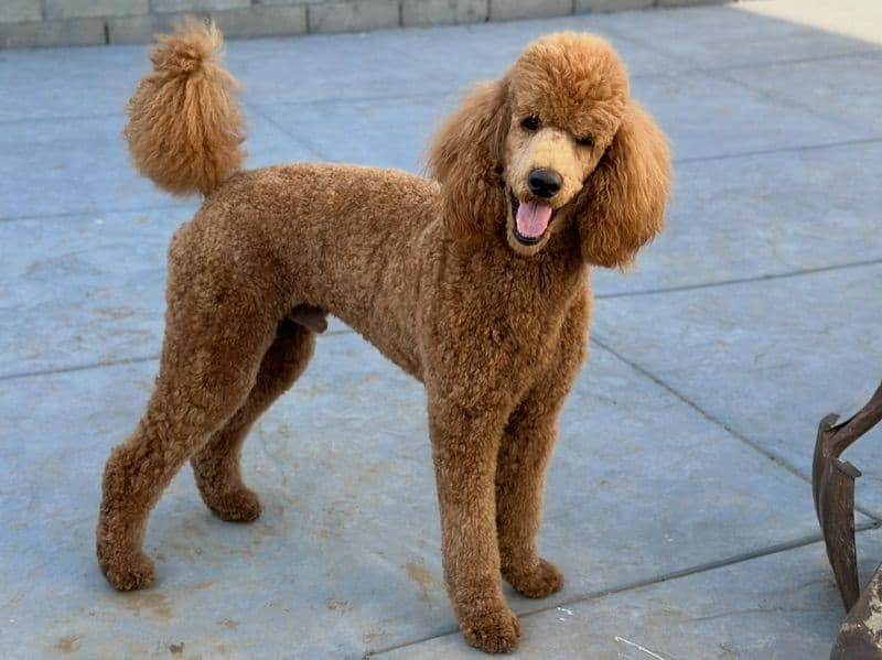 Standard Poodle 2 years 11 months old male large named Blaze for breeding in Kern County, California | Petmeetly