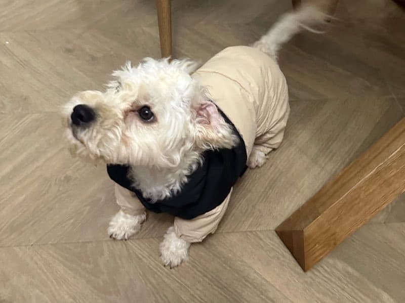 Maltipoo 7 months old male small named Teddy for breeding in Bucharest, Bucharest | Petmeetly