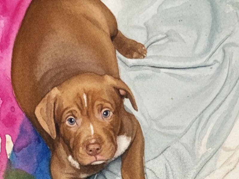 American PitBull Terrier 2 months old male small named Puppu for sale in Troup County, Georgia | Petmeetly