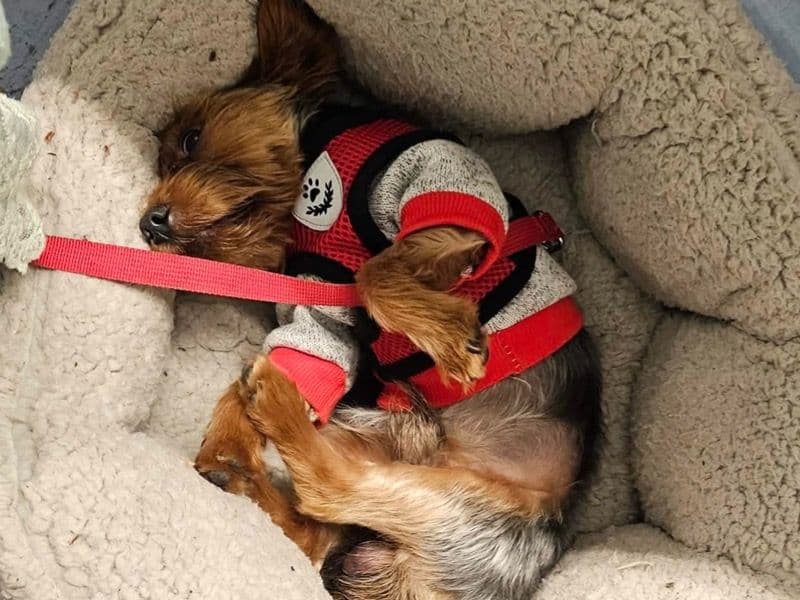 Teacup Yorkshire Terrier 3 years old male small named Jasper for breeding in Pinellas County, Florida | Petmeetly