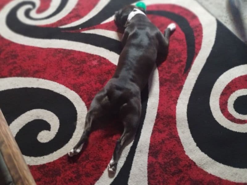 Staffordshire Bull Terrier 5 years 10 months old female medium named Evee for breeding in Lapeer County, Michigan | Petmeetly