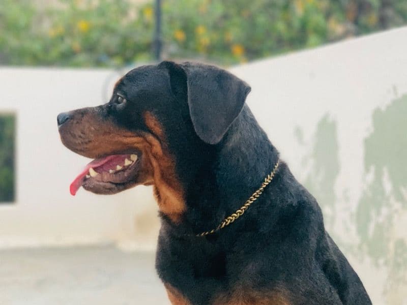 Jessie primary photo