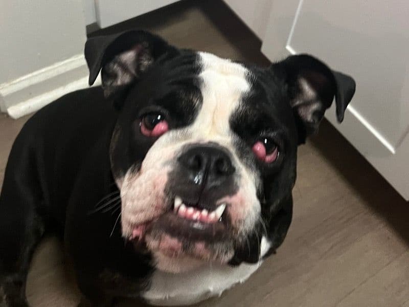 Bulldog 1 year 10 months old female medium named Honeybun for breeding in Mercer County, New Jersey | Petmeetly